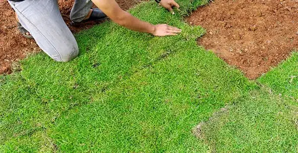 Plantio de placas de grama